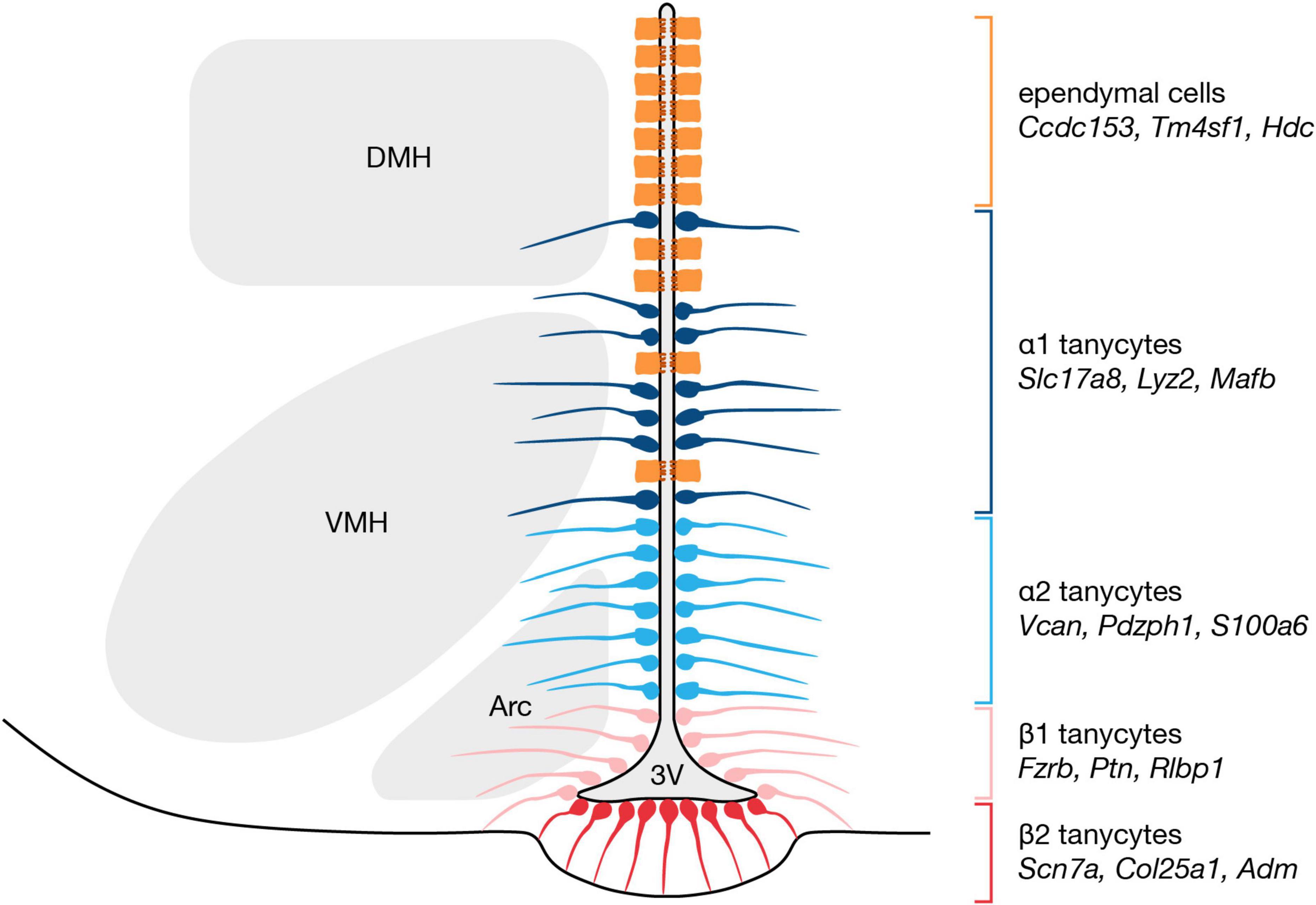 Developmental and functional relationships between hypothalamic tanycytes and embryonic radial glia